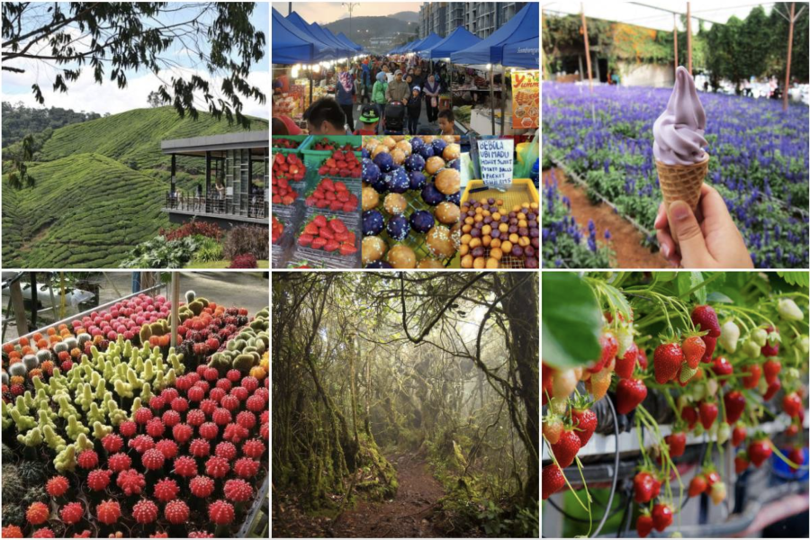 CAMERON HIGHLANDS DAY TOUR